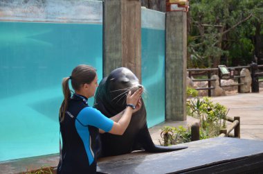 Tenerife, İspanya 03.20.2018: Tenerife Orman Parkı 'ndaki Deniz Aslanı