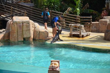 Tenerife, İspanya 03.20.2018: Tenerife Orman Parkı 'ndaki Deniz Aslanı