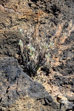 Güneşli bir günde çöldeki volkanik kaya oluşumlarının manzarası, Teide Ulusal Parkı, Tenerife