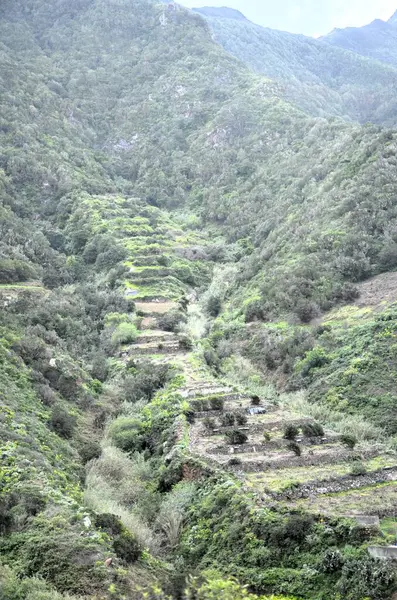 Tropikal dağlar Anaga kırsal Park, Tenerife, Kanarya Adaları'nda