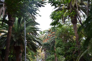 Tenerife Adası 'ndaki Santa Cruz de Tenerife Parkı (Garca Sanabria)