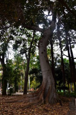 Garcia Sanabria Park 'taki büyük ağaçlar Santa Cruz de Tenerife, İspanya