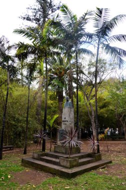 Garcia Sanabria Park 'taki büyük ağaçlar Santa Cruz de Tenerife, İspanya