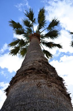 Sarı kumlu, şemsiyeli, uzun ve palmiye ağaçlı muhteşem sahil manzarası.