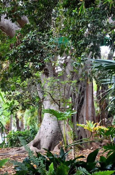 stock image Large trees in Garcia Sanabria Park in Santa Cruz de Tenerife, Spain