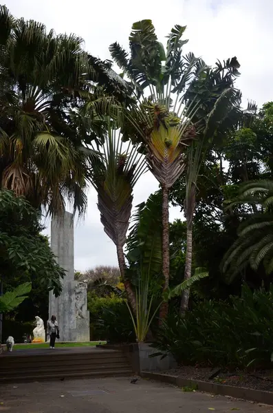 stock image Santa Cruz de Tenerife park (Parque Garca Sanabria) in Tenerife island