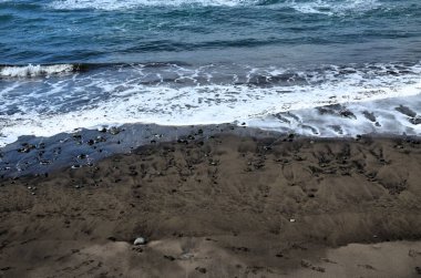 Playa de Benijo (Benijo plajı), Atlantik Okyanusu. Kuzey Tenerife. Kanarya Adaları. İspanya