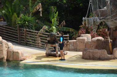 Tenerife, İspanya 03.20.2018: Tenerife Orman Parkı 'ndaki Deniz Aslanı