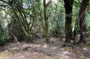 Tropikal dağlar Anaga kırsal Park, Tenerife, Kanarya Adaları'nda