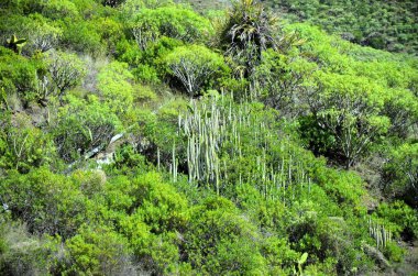 Tropikal dağlar Anaga kırsal Park, Tenerife, Kanarya Adaları'nda