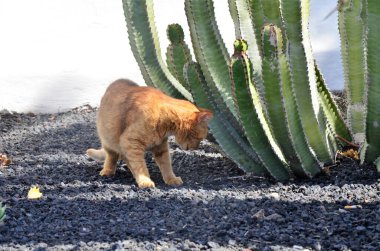 Pilosocereus pachycladus cactus in the Tenerife, Canary island clipart