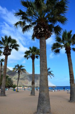 Sarı kumlu, şemsiyeli, uzun ve palmiye ağaçlı muhteşem sahil manzarası.