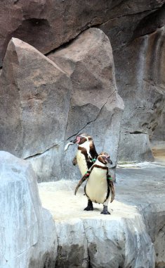 Orman Parkı, Tenerife 'de tutsak penguenlerin hayatı