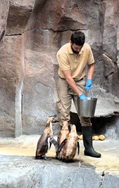 Orman Parkı, Tenerife 'de tutsak penguenlerin hayatı