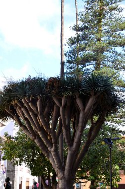 Exotic tropical Dragon Tree in the city  in downtown of Santa Cruz de Tenerife at Canary Islands clipart