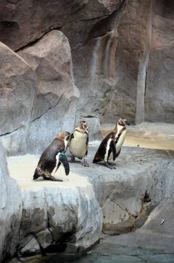 Orman Parkı, Tenerife 'de tutsak penguenlerin hayatı