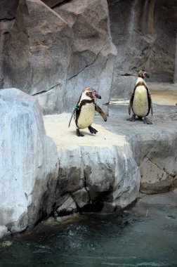 Orman Parkı, Tenerife 'de tutsak penguenlerin hayatı