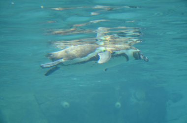 Orman Parkı, Tenerife 'de tutsak penguenlerin hayatı