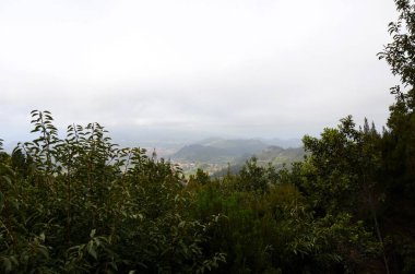 Anaga Kırsal Parkı 'ndaki Tropik Dağlar, Tenerife, Kanarya Adaları, İspanya