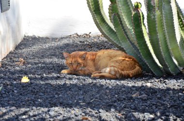 Pilosocereus pachycladus kaktüsü Tenerife, Kanarya Adası 'nda.