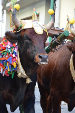 Villacidro, Sardinia 06.02.2019: Cherry's festival with traditional costumes of Sardinia clipart