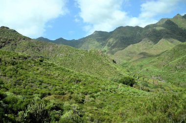 Tropikal dağlar Anaga kırsal Park, Tenerife, Kanarya Adaları'nda