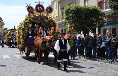 Sant'Antioco, Sardinia 05.05.2019: The typical oxen of the 