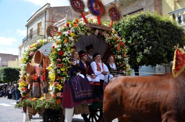 Sant'Antioco, Sardinia 05.05.2019: The typical oxen of the 