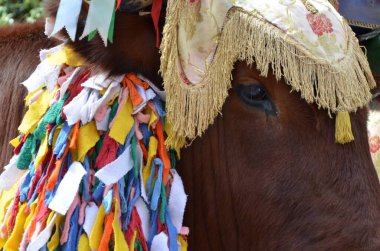 Sant'Antioco, Sardinia 05.05.2019: The typical oxen of the 