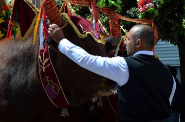 Sant'Antioco, Sardinia 05.05.2019: The typical oxen of the 