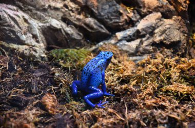 Mavi-Zehirli-Dart-Kurbağa (Dendrobates-azureus) Kuzeydoğu-Güney-Amerika 'da yaşamaktadır.
