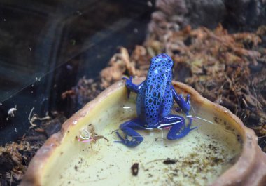 Mavi-Zehirli-Dart-Kurbağa (Dendrobates-azureus) Kuzeydoğu-Güney-Amerika 'da yaşamaktadır.