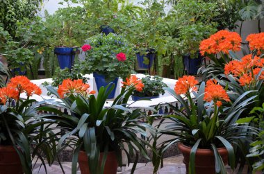 İlkbaharda çiçeklerle dolu balkonlar, Cordoba, İspanya