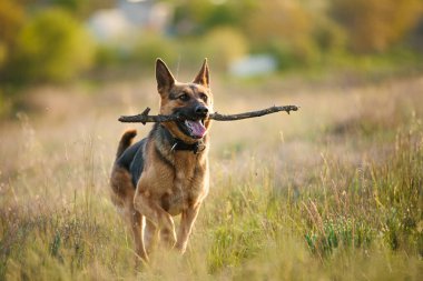 Bir Alman çoban köpeği eğitimi ve ağzında sopa tutması. Bir doğa arka planında.