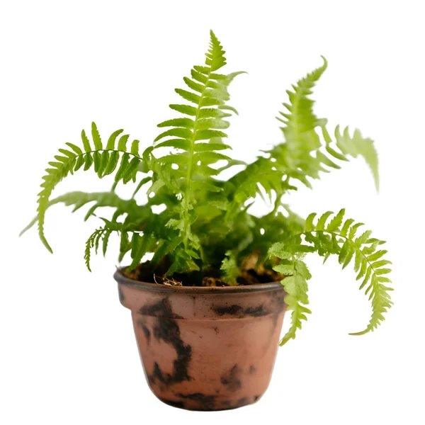 stock image Fern plant in pot isolated on white background. Close up.