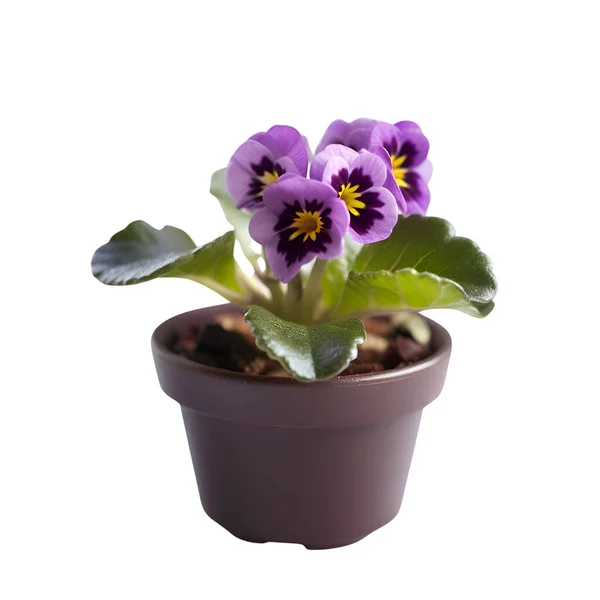 Purple Pansy Flower Pot Isolated White Background Clipping Path — Stock Photo, Image