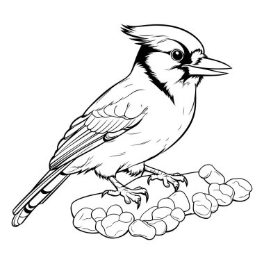 Ay çekirdeğinin üzerinde oturan bir meme faresi kuşu tasviri