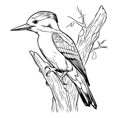 Ağaçkakan kuşu ağaç dalında oturuyor. Vektör illüstrasyonu.