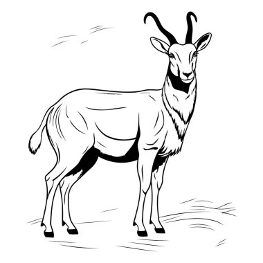 Antilobun vektör görüntüsü. Antilobun siyah beyaz çizimi.