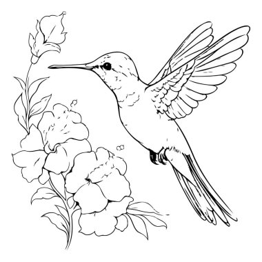 Çiçekli sinekkuşu. Boyama kitabı için siyah ve beyaz vektör çizimi.