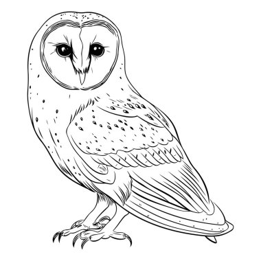 Baykuş. Beyaz arkaplanda bir kuşun vektör illüstrasyonu.
