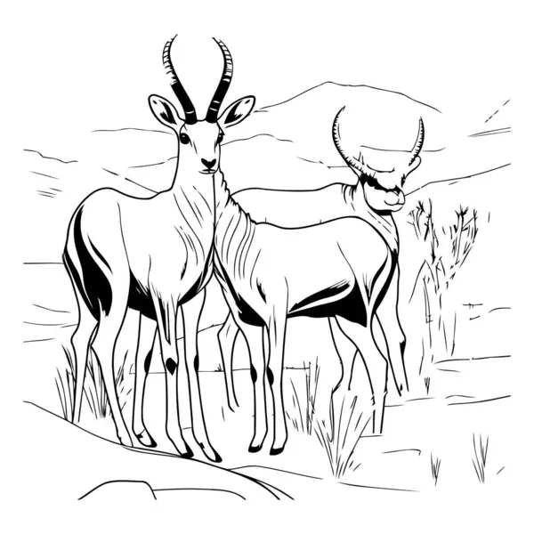 Dvě Antilopy Savaně Černobílá Vektorová Ilustrace — Stockový vektor