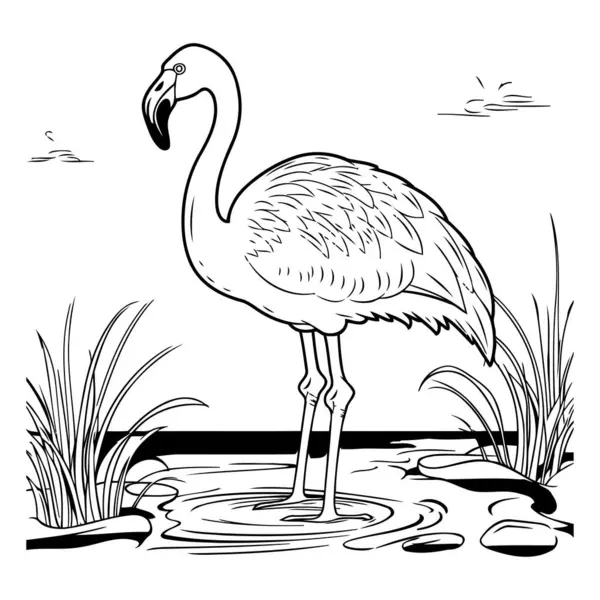 Flamingo Vodě Černobílá Vektorová Ilustrace — Stockový vektor