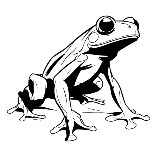 Vector Image Frog White Background Black White Illustration — Stock Vector