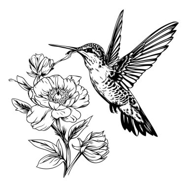 Çiçekli sinekkuşu. Siyah beyaz işlemeli mürekkep sanatı. İzole edilmiş sinekkuşu illüstrasyon ögesi.