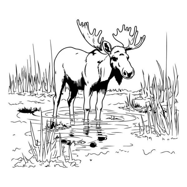 Moose Pond Black White Vector Illustration Hand Drawing — Stock Vector