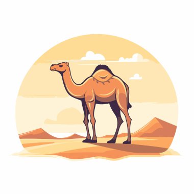 Çölde deve. Beyaz arkaplanda düz biçimdeki vektör illüstrasyonu.