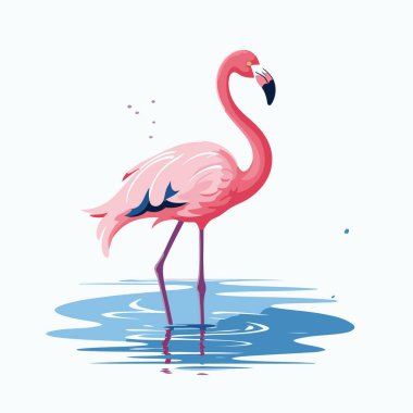 Suda pembe flamingo. Bir flamingonun vektör illüstrasyonu.