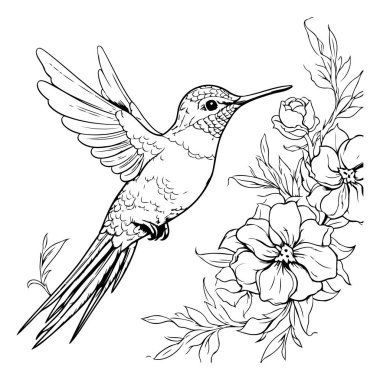 Çiçekli sinekkuşu. Boyama kitabı için siyah ve beyaz vektör çizimi.