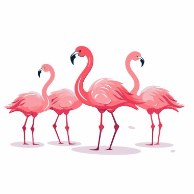 Flamingo kuşları beyaz arka planda izole edilmiş. Vektör çizgi film illüstrasyonu.